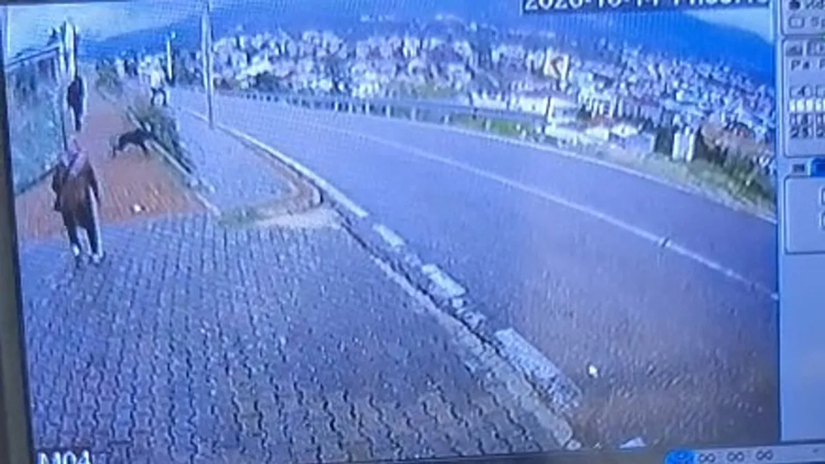 Ayrıntılar Netleşti: Bursa’da köpek dehşeti: Kaçmak isterken bacağını kırdı! ve Merak Edilenler