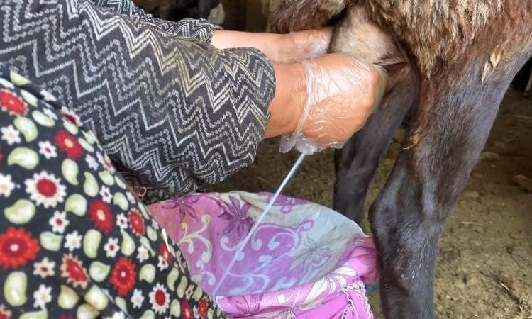 Sheep's Milk Integrated into Ağrı's Economy.