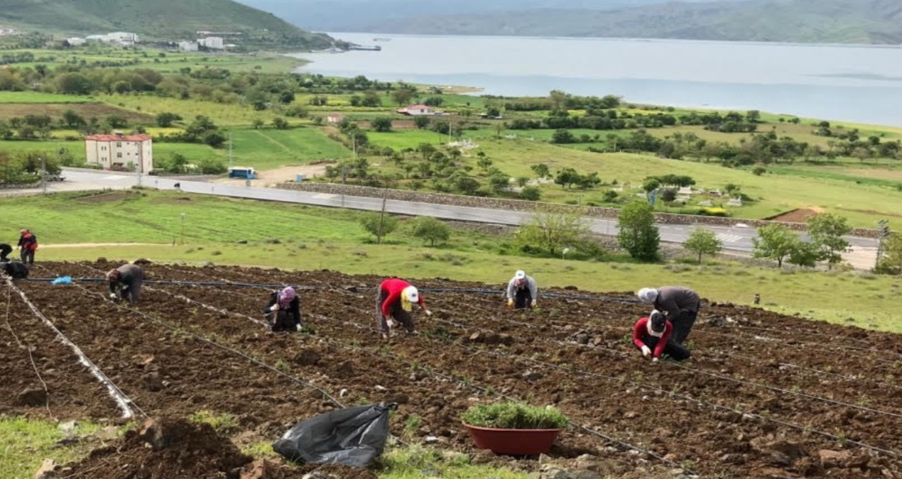 Kritik Açıklama: AKP’li Pertek Belediyesi’nin 21,8 milyonluk arsası icralık - Son Dakika Haberleri ve Merak Ed