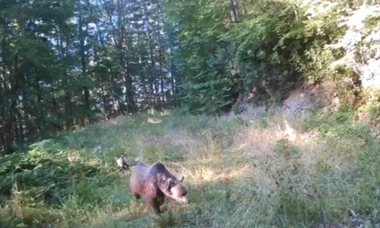 Akyazı'da fotokapanlar anne ayı ve yavrularıyla geyik ve vaşağı görüntüledi ve Merak Edilenler