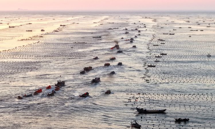 Album: Work Restarted in Aquaculture Farms After Typhoon Bavi in ​​China - Breaking News