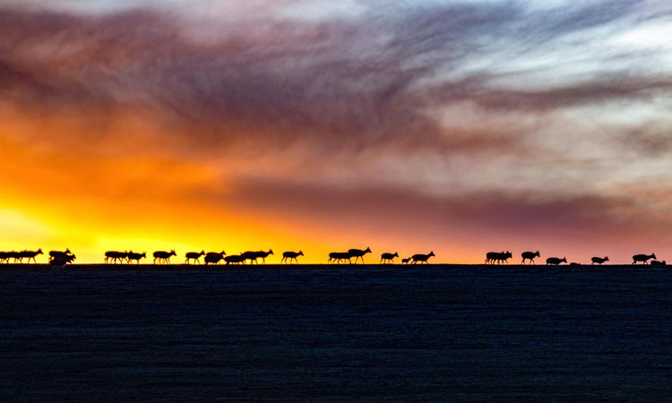 Album: Annual Migration of Tibetan Antelopes Begins in China's Xizang (Tibet) Autonomous Region - Breaking News