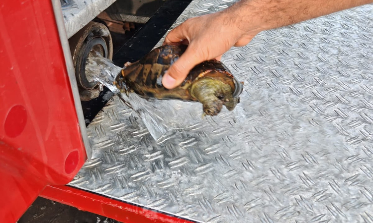 Alevlerin arasında kalan 11 kaplumbağa, itfaiye ekiplerince kurtarıldı - Son Dakika Bilgileri