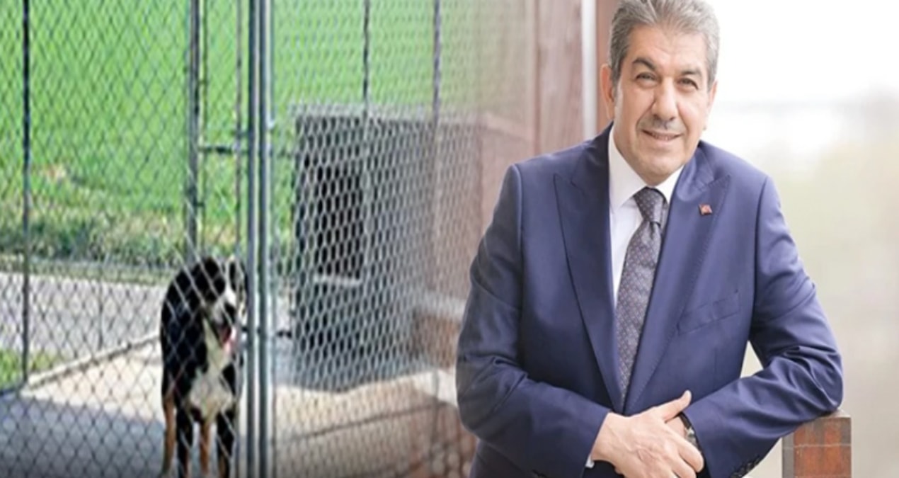 Ayrıntılar Netleşti: Alibaba 1900 lira, Tevfikbaba'da 151 bin lira! AKP'li belediye köpeklere villa mı alıyor?