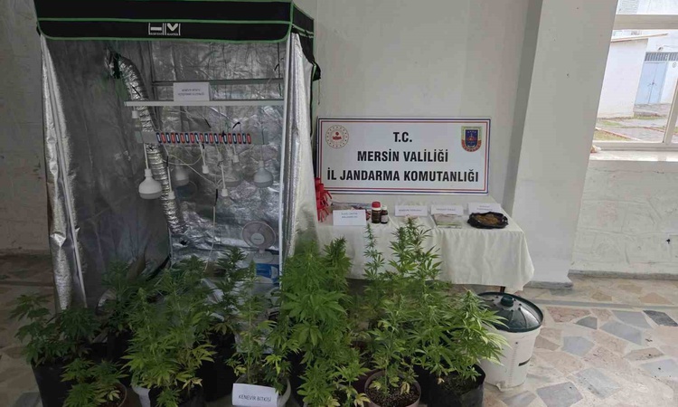 Anamur'da jandarma baskınında 51 hint keneviri ele geçirildi, 2 şüpheli yakalandı: Gelişmeler Takip Ediliyor
