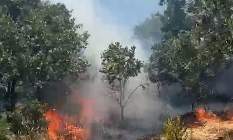 Stubble flames were extinguished before they spread to the forest - Breaking News