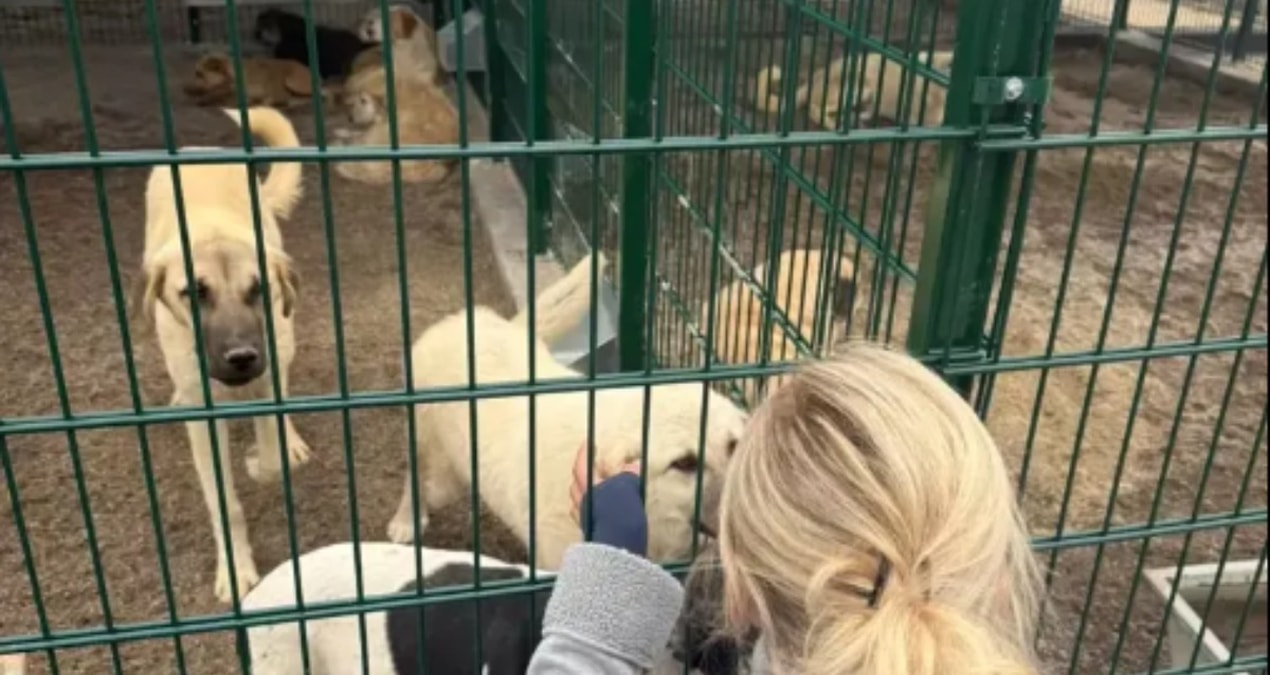 Gündemden Son Bilgiler: Ankara'da kötü şartlarda tutulan 27 köpek ve 75 kediye el konuldu - Son Dakika Haberle