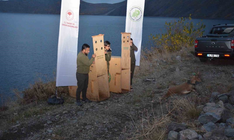Antalya'dan Bitlis'e getirilen 1 yetişkin dişi ve 1 yavru yaban keçisi doğaya salındı: Gelişmeler Takip Ediliy