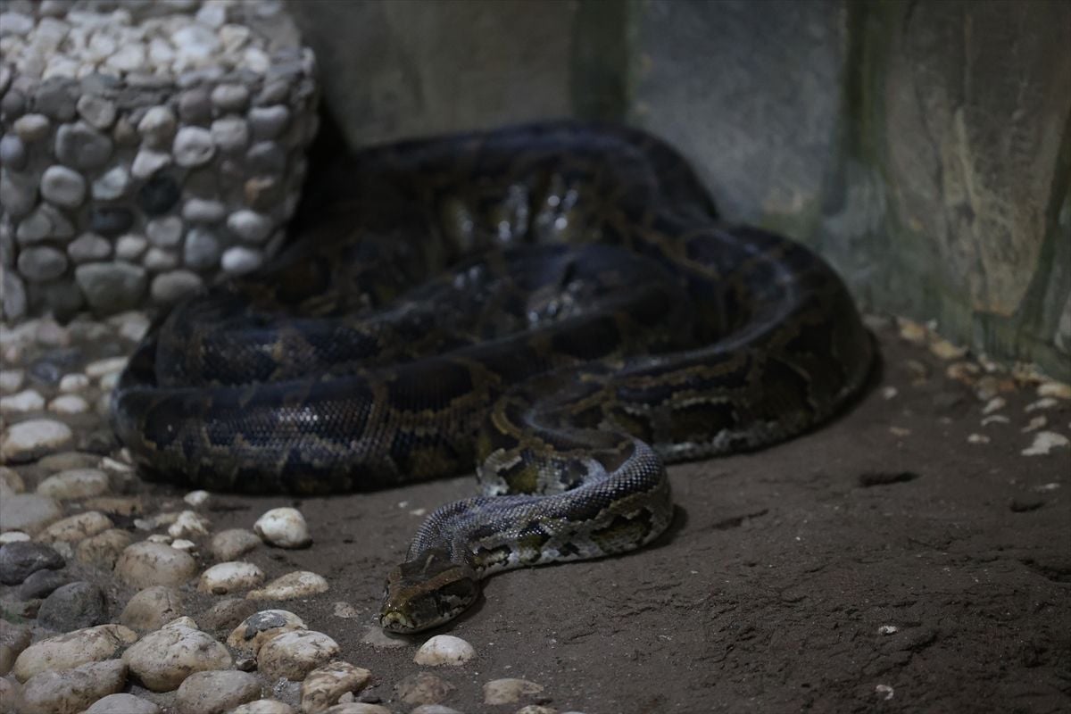 "World Snake Day" event was held in Antalya Wildlife Park - Last Minute