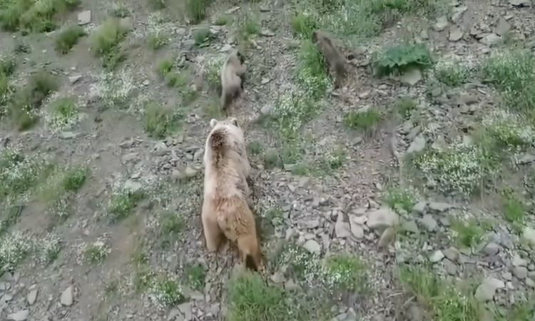 Mother bear and her 2 cubs on drone camera in Artvin - News