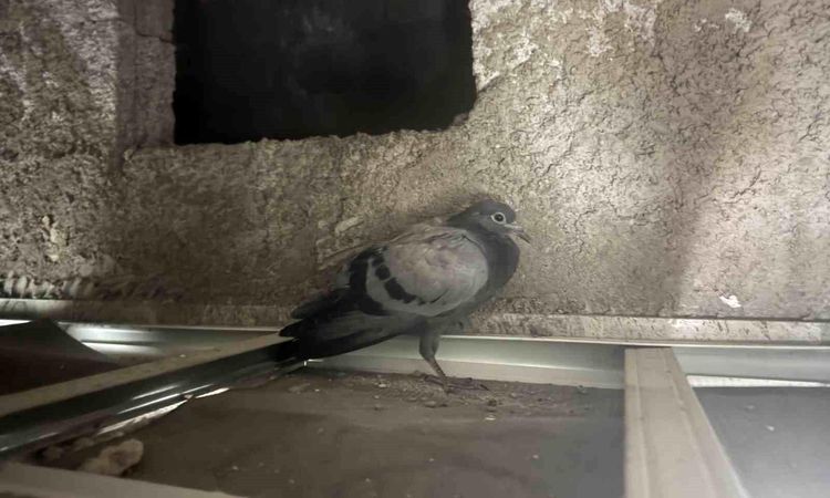 Pigeon trapped in suspended ceiling was rescued - News