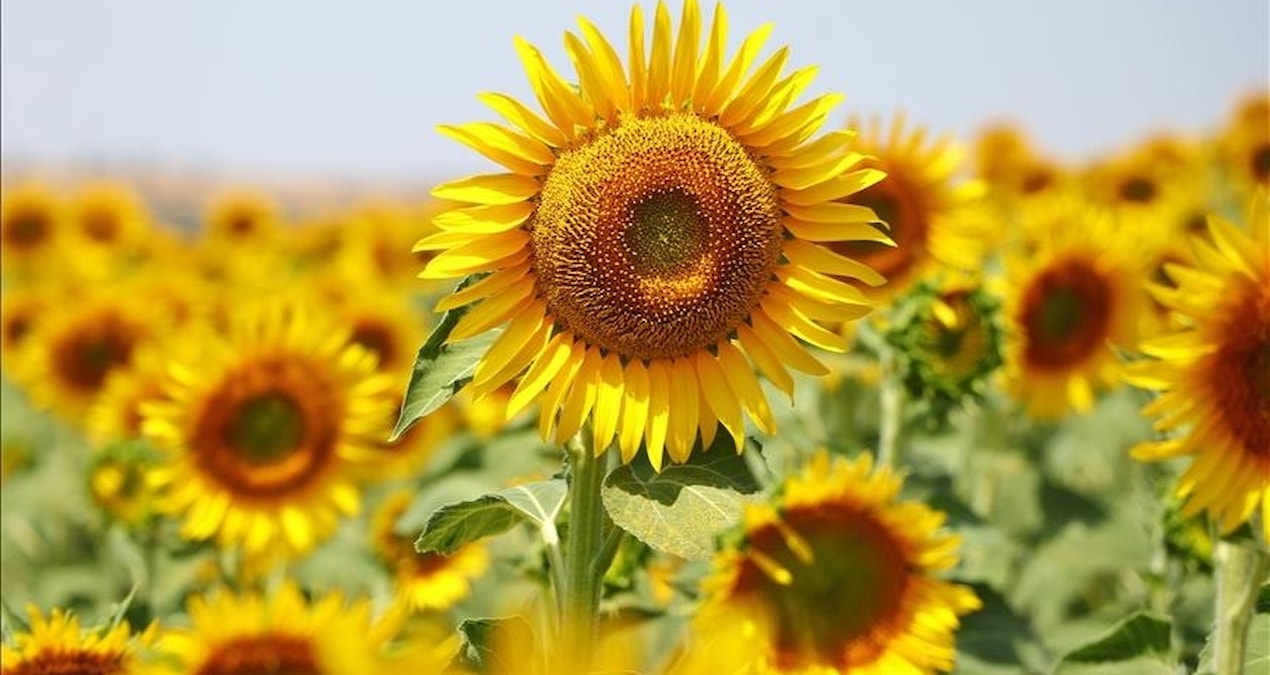 New tariff quota regulation for sunflower imports - News