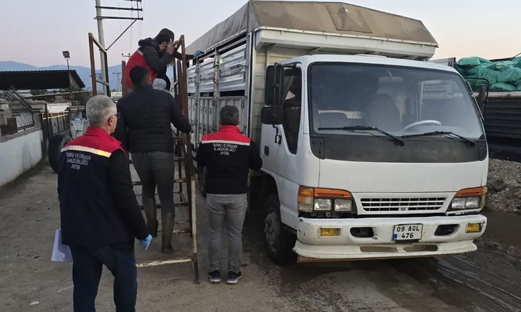 Aydın Nazilli'de hayvan pazarında küpesi ve belgesi eksik hayvanlar geri çevrildi: Gelişmeler Takip Ediliyor