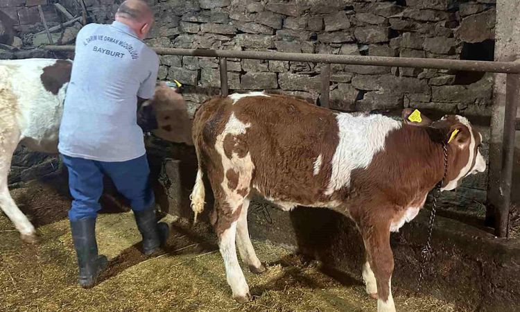 Calves tagging and vaccination works have been completed in 6 more villages in Aydıntepe - Last Minute