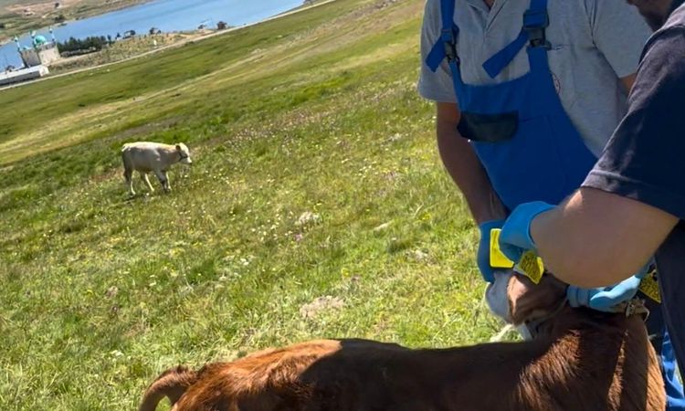 Ayrıntılar Netleşti: Aydıntepe Yaylası'nda buzağılar küpelenerek aşılandı - Son Dakika Haberleri - Son Dakika