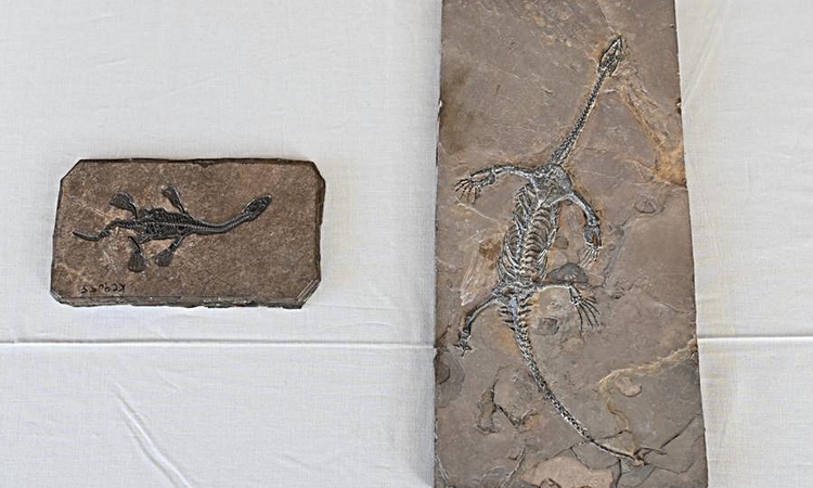 Ayrıntılar Netleşti: ABD, Çin'e ait 64 kültürel eser ve paleontolojik fosili iade etti ve Merak Edilenler