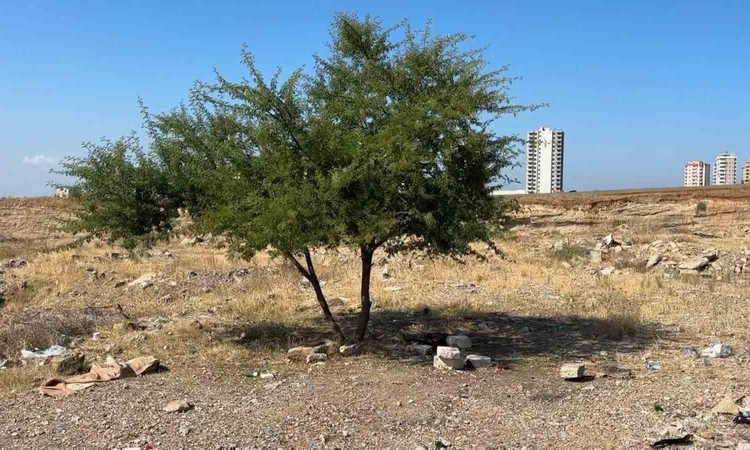 Ayrıntılar Netleşti: Adana'da boş arazide hareketsiz yatan 35 yaşındaki şahıs ölü bulundu: Gelişmeler Takip Ed