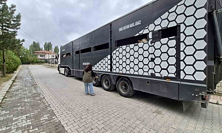 Ayrıntılar Netleşti: Afyonkarahisar Sinanpaşa'da hayvan sevklerinde sağlık ve belge denetimi sürüyor - Son Dak
