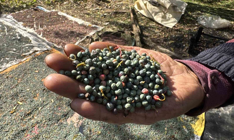Ayrıntılar Netleşti: Akseki'de bol yetişen menengiç, kilosu 250-300, yağ litresi bin 200 liradan satılıyor - S