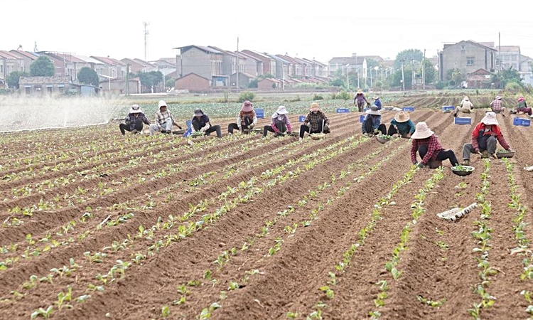 Ayrıntılar Netleşti: Albüm: Çin'in Jiayu ilçesinde sebze üretimi ilk 6 ayda 864.000 tonu aştı | İşte Tüm Ayrın
