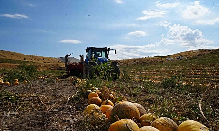 Ayrıntılar Netleşti: Ankara Polatlı'da kabak çekirdeği hasadında üretici 13 ton rekolte bekliyor ve Merak Edil