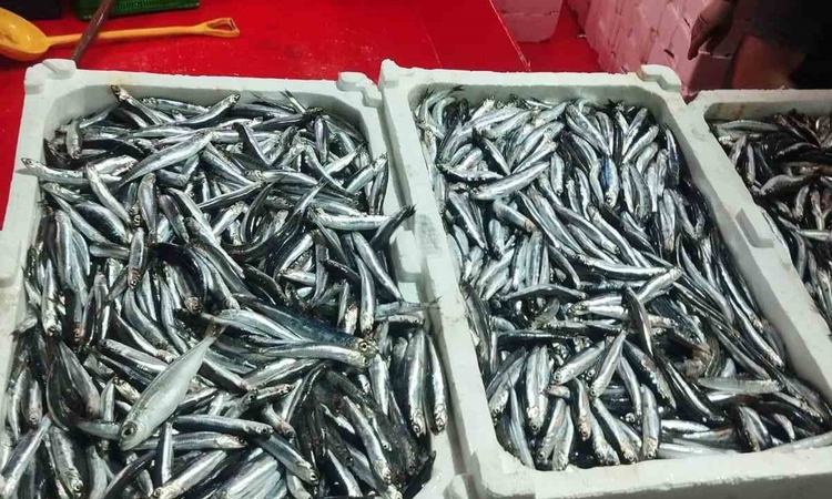 Ayrıntılar Netleşti: Aydın Didim'de hamsi kotası denetiminde balıkçıların avladığı hamsilerin boyu ölçüldü