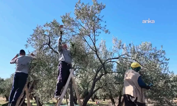 Ayrıntılar Netleşti: Aydın Karacasu'da zeytin üreticileri yağlık 10 liraya düşünce zararına satıyor - Son Daki