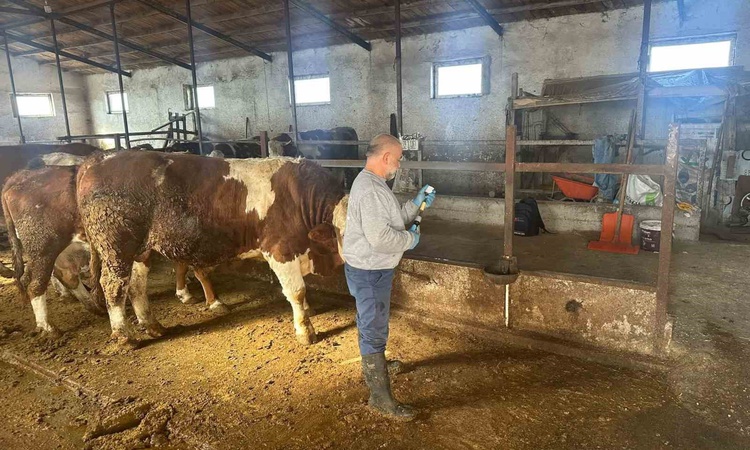 Ayrıntılar Netleşti: Aydıntepe'de şap aşılama 13 köye ulaştı, buzağı küpeleme de yapıldı | İşte Tüm Ayrıntılar