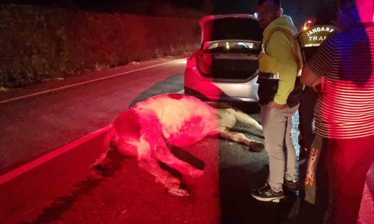 Ayrıntılar Netleşti: Bartın'da otomobil büyükbaş hayvana çarptı, sürücü yaralandı, hayvan telef oldu