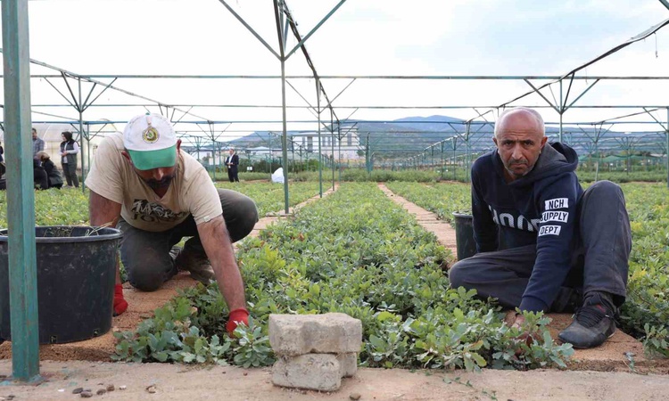 Ayrıntılar Netleşti: Bingöl'de 72 dönümlük fidanlıkta 2026 için planlanan 500 bin fidan üretimi tamamlandı - S