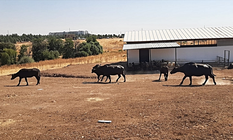 Ayrıntılar Netleşti: Diyarbakır'da İtalyan mandalarıyla genetik ıslah çalışması yürütülüyor - Son Dakika Bilgi