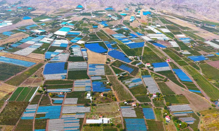 Ayrıntılar Netleşti: Elazığ'da üzüm üreticileri erken yağışa karşı 80 bin tonluk rekolteyi brandalarla korudu