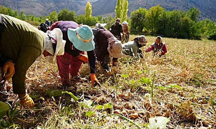 Ayrıntılar Netleşti: Erzincan’a 169,6 milyon liralık tarımsal hibe desteği ve Merak Edilenler
