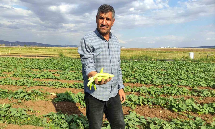 Ayrıntılar Netleşti: Gaziantep Araban'da turşuluk acur hasadı resmen start aldı, kilogramı 30 TL'den satılıyor