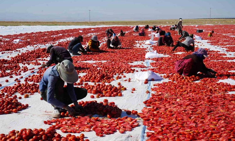 Ayrıntılar Netleşti: Güneş ve poyrazla kurutulan Niğde domatesi dünya sofralarına ulaşıyor | İşte Tüm Ayrıntıl