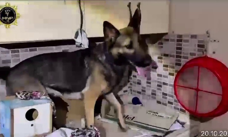 Ayrıntılar Netleşti: Hatay Arsuz'da mutfak dolabına zulalanan 4 kilo 621,80 gram esrar ele geçirildi | İşte Tü