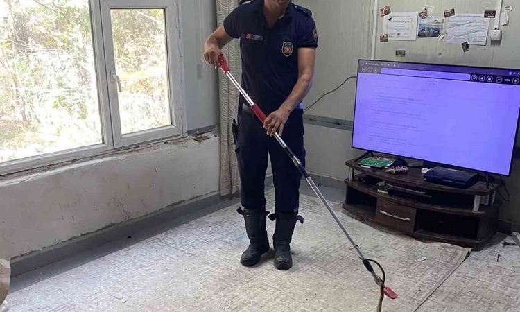 Ayrıntılar Netleşti: Hatay Defne'de eve giren yılan itfaiye ekiplerince zarar verilmeden yakalandı | İşte Tüm