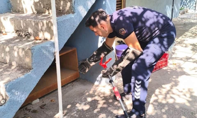 Ayrıntılar Netleşti: İskenderun’da evin içerisinde görülen yılan yakalandı