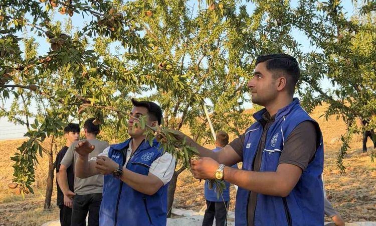 Ayrıntılar Netleşti: Kahta’da gönüllü gençler badem hasadına katıldı