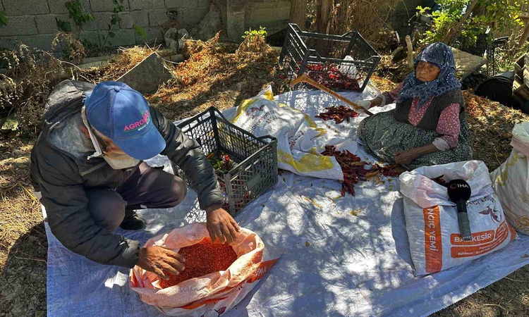 Ayrıntılar Netleşti: Karacabey'de 90 yaşındaki anne, oğlunun acı biberlerini akşama kadar temizliyor: Gelişmel