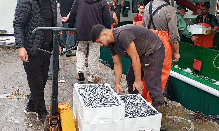 Ayrıntılar Netleşti: Karamürsel balıkçıları Marmara'dan yüzlerce kasa hamsiyle döndü - Son Dakika Bilgileri