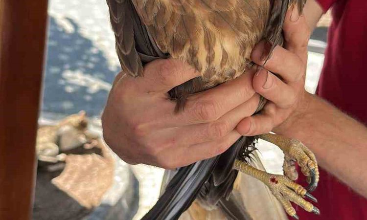 Ayrıntılar Netleşti: Kastamonu'da Yaralı Şahin Tedavi Altına Alındı | İşte Tüm Ayrıntılar
