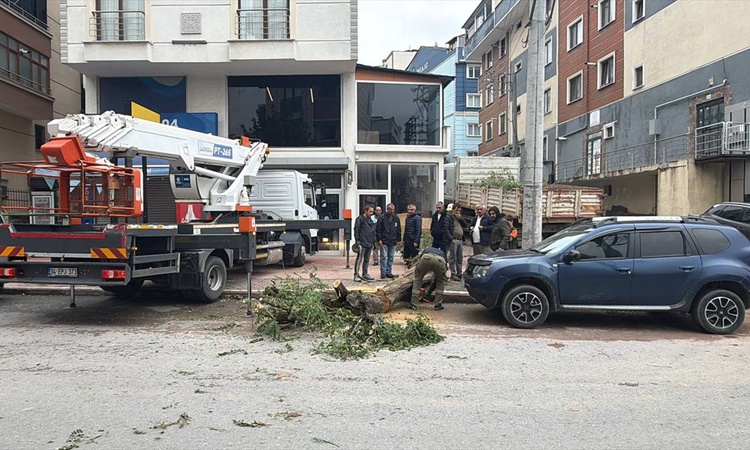 Ayrıntılar Netleşti: Kocaeli Gebze'de park halindeki cipin üzerine devrilen ağaç hasara yol açtı