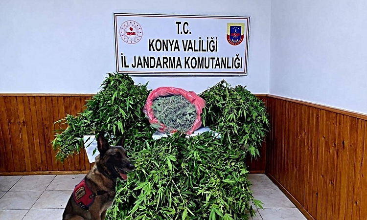Ayrıntılar Netleşti: Konya Ereğli'de 35 kök kenevir ele geçirildi, 1 şüpheli yakalanarak gözaltına sevk edildi
