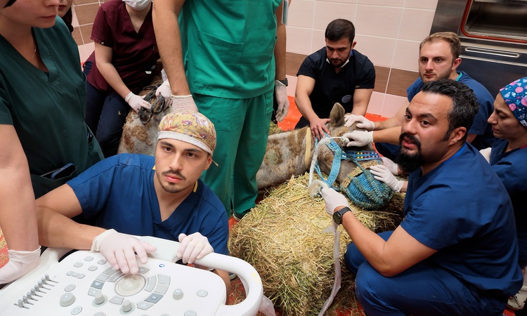 Ayrıntılar Netleşti: MAKÜ'de retina sorunu olan 7 yaşındaki güreş devesine kök hücre tedavisi başlatıldı ve Me