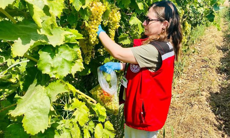 Ayrıntılar Netleşti: Manisa’nın organik üzümleri mercek altında | İşte Tüm Ayrıntılar