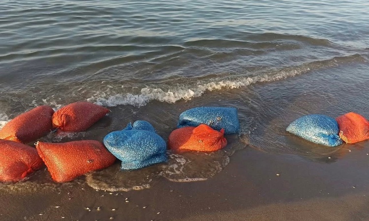 Ayrıntılar Netleşti: Mudanya'da denetimde 900 kilogram yasa dışı kum şırlanı ele geçirildi ve Merak Edilenler