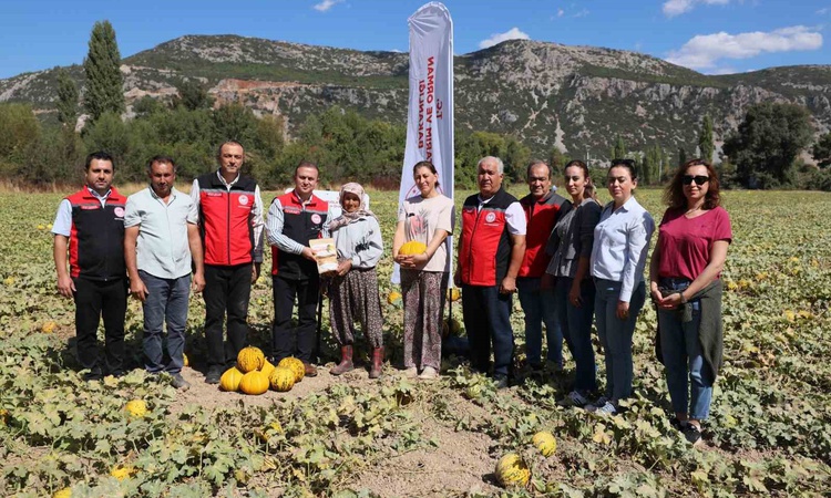 Ayrıntılar Netleşti: Muğla Menteşe'de Yayla kavunu ve Ata tohumu sebzelerinin hasadı yapıldı