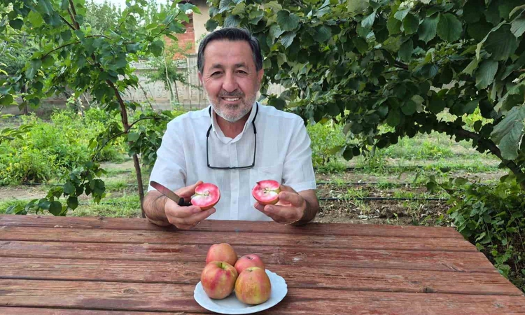 Ayrıntılar Netleşti: Posof'un içi kırmızı elması Yozgat Sorgun'da ikinci yılında 23 meyve verdi ve Merak Edile