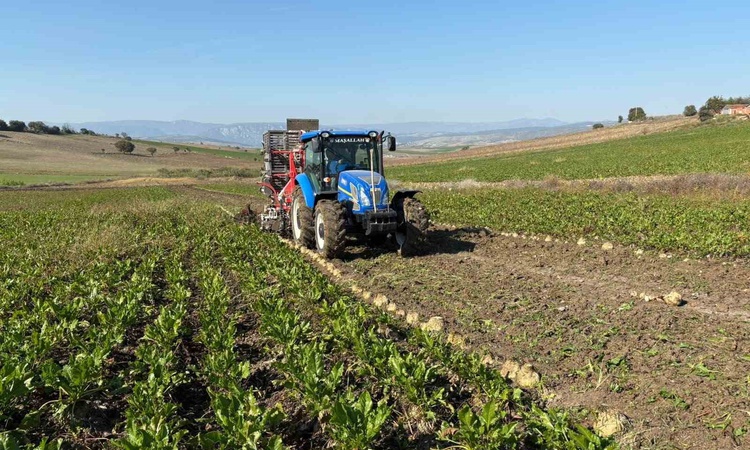 Ayrıntılar Netleşti: Samsun Vezirköprü'de şeker pancarı hasadı resmen start aldı, 40 bin ton ürün bekleniyor: